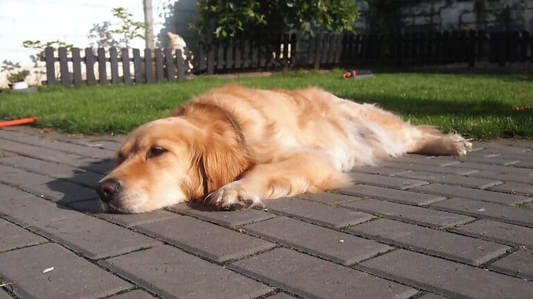 Golden Retriever liegt auf Steinplatten in der Sonne im Garten. er ist platt